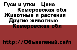 Гуси и утки › Цена ­ 1000-1500 - Кемеровская обл. Животные и растения » Другие животные   . Кемеровская обл.